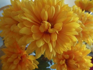 Summer table - flowers