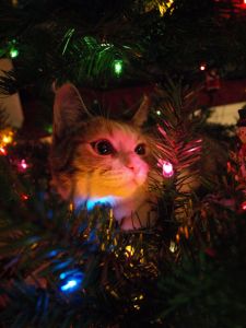 Christmas Tree Kitty
