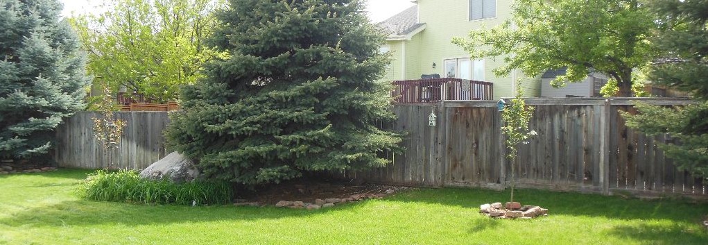 2015_backyard_trees